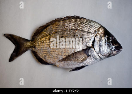 Diplodus sargus poisson frais Banque D'Images