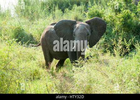 Le battement de l'éléphant d'oreilles, Kruger National Park, Afrique du Sud Banque D'Images