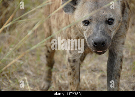 L'hyène tachetée, Kruger National Park, Afrique du Sud Banque D'Images