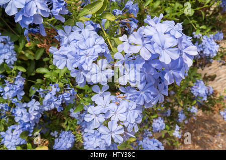 Fleurs bleu plumbago auriculata, Cap-leadwort, blue jasmine Banque D'Images