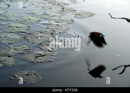 African Jacana battant, Kruger National Park, Afrique du Sud Banque D'Images