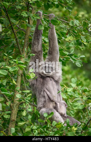 Silvery gibbon (Hylobates moloch) avec un nouveau-né. Le gibbon argenté se classe parmi les espèces les plus menacées. Banque D'Images