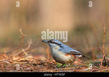 Assis sur la terre blanche dans le premier escalier grass,wild bird, oiseau de la forêt, l'oiseau à la recherche de nourriture au printemps Banque D'Images