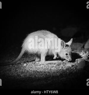 Le bec-de-lièvre wallaby Wallaby - Mala (hirsutus) Banque D'Images