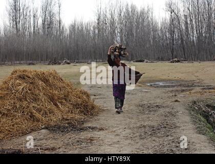 Srinagar, Inde. Mar 15, 2017. Une femme portant des troncs sur sa tête le Mercredi, Mars 15, 2017, dans la banlieue de Srinagar, dans le Cachemire sous contrôle indien. Credit : Umer Asif/Pacific Press/Alamy Live News Banque D'Images