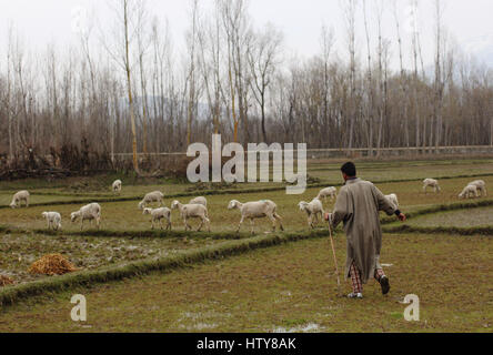 Srinagar, Inde. Mar 15, 2017. Un berger en tenant cattles dans le pâturage le Mercredi, Mars 15, 2017, dans la banlieue de Srinagar, dans le Cachemire sous contrôle indien. Credit : Umer Asif/Pacific Press/Alamy Live News Banque D'Images