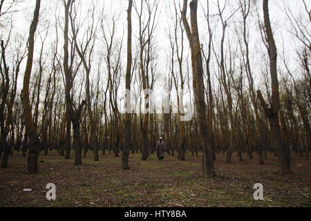 Srinagar, Inde. Mar 15, 2017. Un homme marche à travers la route intérieure couverte d'arbres le Mercredi, Mars 15, 2017, dans la banlieue de Srinagar, dans le Cachemire sous contrôle indien : Crédit Umer Asif/Pacific Press/Alamy Live News Banque D'Images