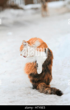 Belle fluffy cat se lave les cheveux longs langue l'hiver dans la rue Banque D'Images