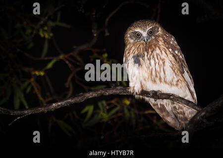 Le sud de Boobook Owl Ninox novaeseelandiae) ( Banque D'Images