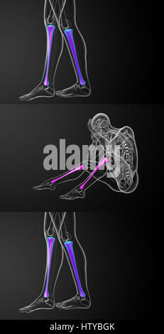 Le rendu 3d illustration médicale de l'os du tibia Banque D'Images