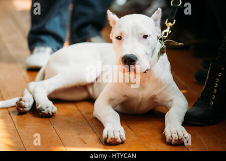 Chien chiot blanc de Dogo Argentino également connu sous le nom de Dogue Argentin est un grand chien blanc, musculaire qui a été développé en Argentine principalement pour pu Banque D'Images