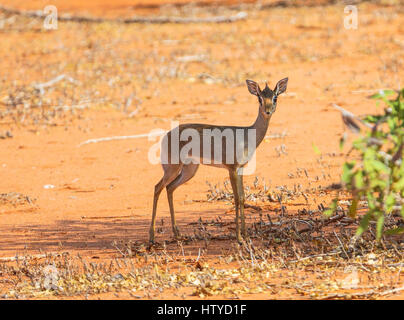 Dik-dik antilope. L'Est de Tsavo park. Kenya Banque D'Images