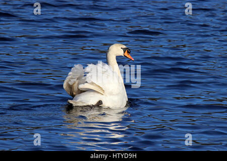 Un bouton mute swan (Cygnus olor) nager sur un lac bleu en hiver Banque D'Images