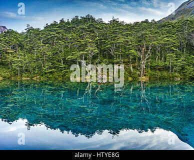 Le lac bleu et Franklin, Nelson Lakes National Park, New Zealand Banque D'Images