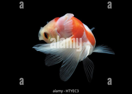 Goldfish swimming in fish tank Banque D'Images