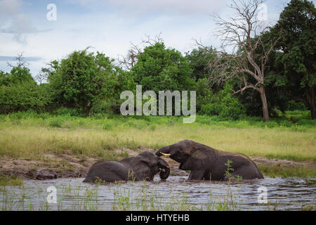 Deux éléphants dans la rivière Chobe, au Botswana Banque D'Images