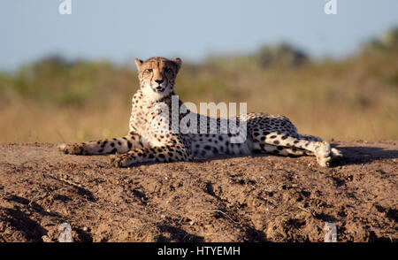 Le guépard, Phinda Private Game Reserve, Afrique du Sud Banque D'Images