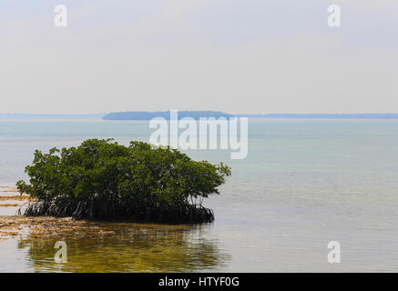 Très petite île composée d'une mangrove dans les Keys de la Floride avec les autres îles de l'arrière. Banque D'Images