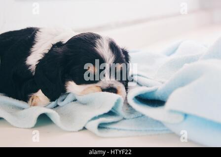 Cocker Anglais chiot dormir sur une couverture Banque D'Images