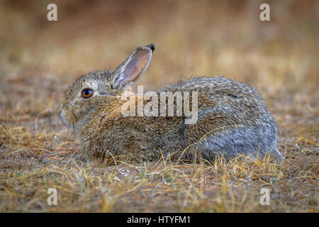 Libre d'un lapin sauvage lapin couché dans l'herbe sur le terrain, prairie avec gouttes de pluie sur la fourrure. après la pluie. Banque D'Images