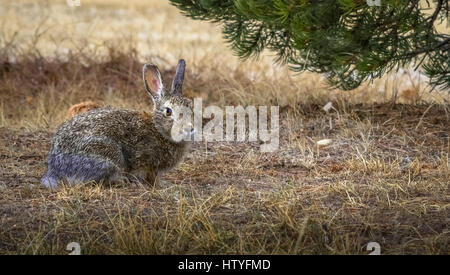 Lapin lapin sauvage avec des gouttes de pluie sur la fourrure à la recherche, le contact visuel. champ, pré, ferme après la pluie. libre. copier l'espace. Banque D'Images