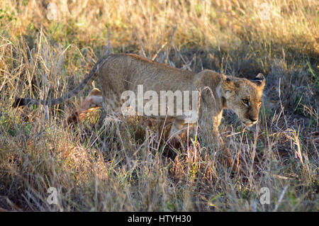 Lion cub balade dans l'ouest du parc de Tsavo au Kenya Banque D'Images