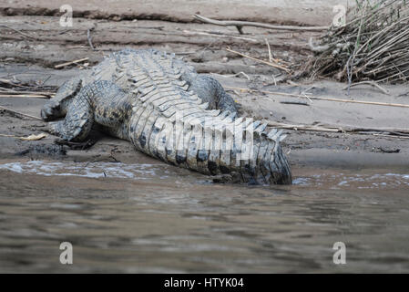 La queue d'un Crocodile américain pèlerin Banque D'Images