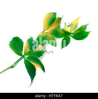 Rameau Vert feuilles de vigne (Parthenocissus quinquefolia feuillage). Isolé sur fond blanc. Banque D'Images