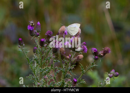 Un petit White (Pieris rapae) papillon et une abeille sur un chardon plante (Silybum marianum) au lac Crandell, Waterton Lakes National Park, Alberta, Canada Banque D'Images