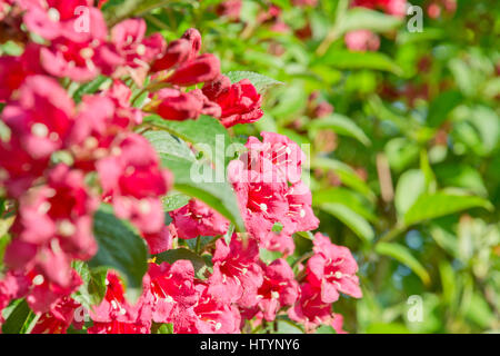 Fleurs de Weigela Banque D'Images