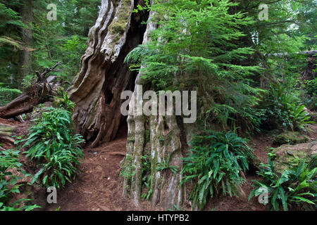 Vieux cèdre (Thuja plicata) dans la forêt tropicale de Quinault Quinault, Olympic National Park, Washington, USA Banque D'Images