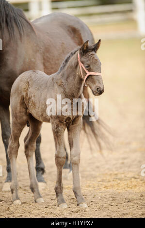 Poulain petit mignon debout à côté de mère dans le corral. Petit cheval colt debout à côté de pouliche sur journée ensoleillée sur les herbages. Banque D'Images