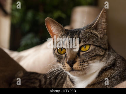 Gris, Blanc et Noir Visage de chat à rayures Banque D'Images