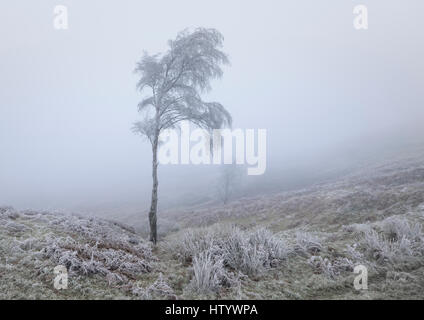 Givre bouleau couverte en hiver Paysage de brume ou de brouillard de congélation Banque D'Images