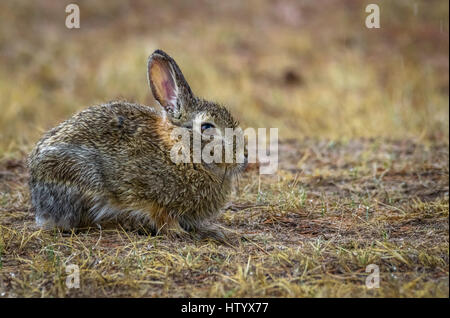 Libre d'un lapin sauvage lapin avec des gouttes de pluie sur la fourrure. champ, pré, ferme après la pluie. copier l'espace. Banque D'Images
