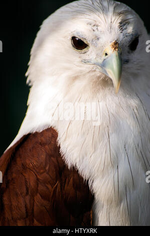 Brahimy Kite à Albay Park and Wildlife, Legazpi City, Philippines Banque D'Images