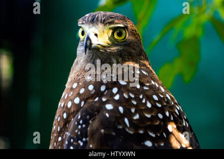 Crested Eagle Serpent à Albay Park and Wildlife, Legazpi City, Philippines Banque D'Images