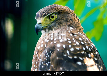 Crested Eagle Serpent à Albay Park and Wildlife, Legazpi City, Philippines Banque D'Images