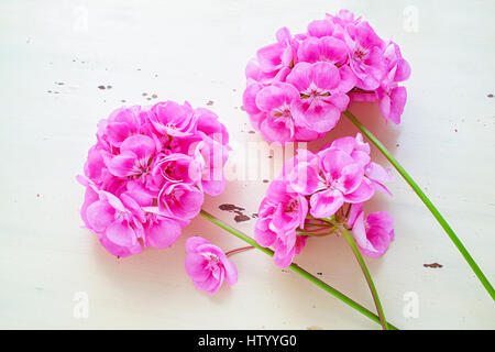 Jardin rose géranium variété Rocky Mountain Rose. Banque D'Images