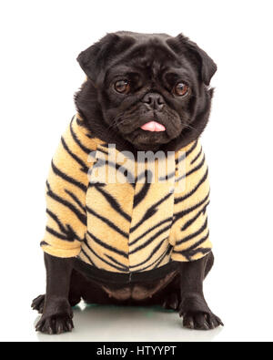 Petit chien chiot carlin noir habillé dans tiger imprimer hoodie vêtements chiens isolé sur fond blanc Modèle Libération : N° des biens : oui (chien). Banque D'Images