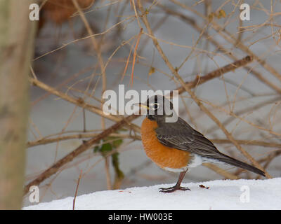Robin debout sur la neige près de woods Banque D'Images