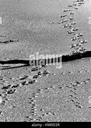 Des empreintes de pas d'oiseaux à marée basse à BNWR Banque D'Images