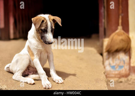 Jeune chiot mignon chien assis sur le béton à l'extérieur de porte sur une journée ensoleillée. Banque D'Images