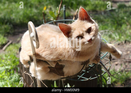 Chat recroquevillé dans flower stand Banque D'Images