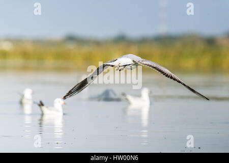 Mouette Oiseaux migrateurs nager à Nalsarovar Bird Sanctuary Banque D'Images