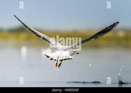 Mouette Oiseaux migrateurs nager à Nalsarovar Bird Sanctuary Banque D'Images