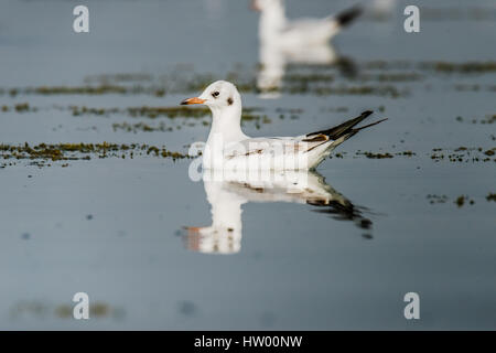 Mouette Oiseaux migrateurs nager à Nalsarovar Bird Sanctuary Banque D'Images