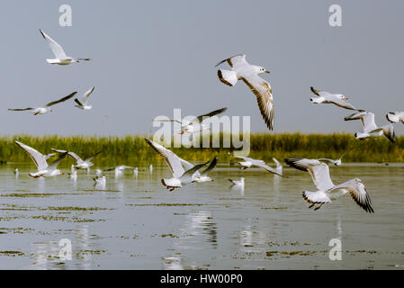 Mouette Oiseaux migrateurs nager à Nalsarovar Bird Sanctuary Banque D'Images