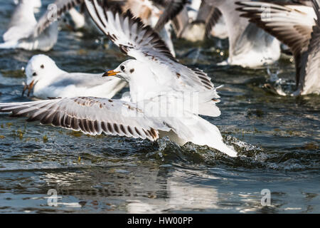 Mouette Oiseaux migrateurs nager à Nalsarovar Bird Sanctuary Banque D'Images