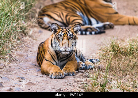 Huit mois cub de Royal tigre du Bengale assis et regarder. Tigresse noor isolé en arrière-plan Banque D'Images